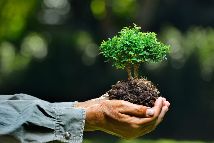 Farmer's hands holding a small tree on nature background
